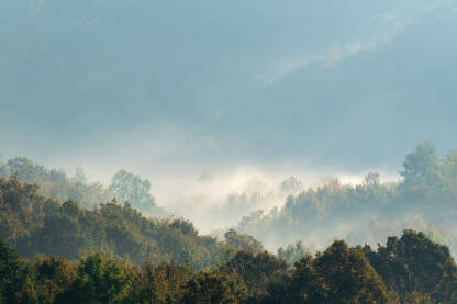 Jutarnja magla iznad šume u jesen