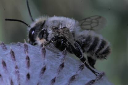 Pčela sakuplja med na livadi