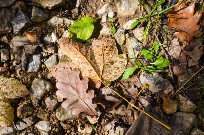 Suho lišće na tlu u jesen.