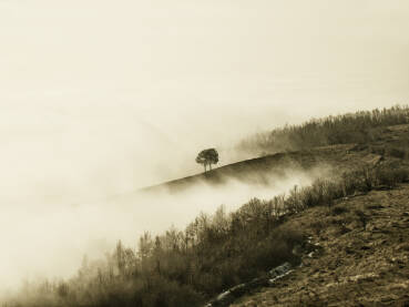 Drvo u magli na obroncima Sarajeva na brdu Žuć.