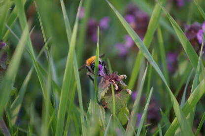 Na fotografiji se nalazi proljetno cvijeće koje se utopilo u travi, također se nalazi bumbar koji traži hranu.