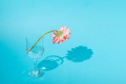 Cvijet gerbera roze boje u čaši na svijetloplavoj podlozi sa sjenom i praznim prostorom.