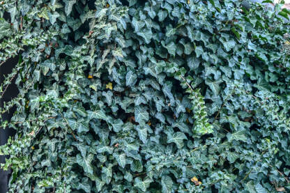 Listovi običnog bršljana na zgradi.