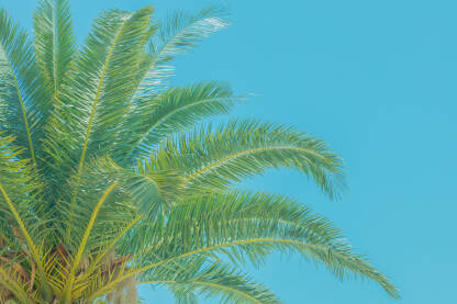 Zelena krošnja palme sa plavim nebom u pozadini.