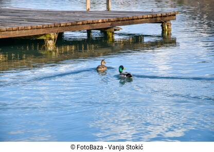 Dvije divlje patke plivaju u vodi pored drvenog doka.
