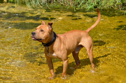 Prekrasan pas u vodi. Smeđi pas se osvježava u rijeci. Pas Staford.