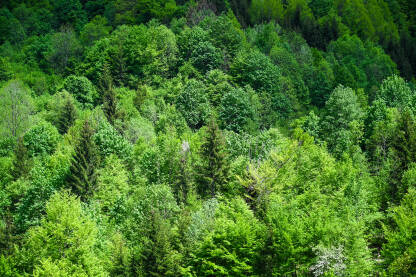 Zeleno drveće u rano proljeće u šumi. Snimak dronom zelene šume na planini.