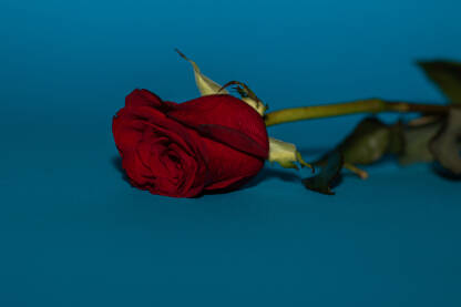 Crvena ruža kojoj venu latice.
Ruža na plavoj pozadini.