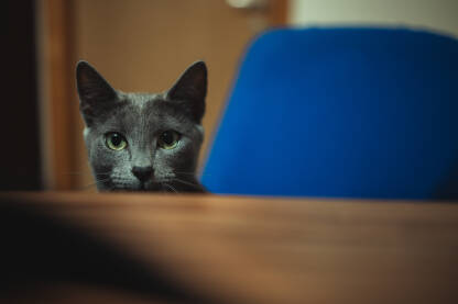 Slatka siva maca za trpezarijskim stolom u kući