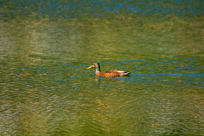 Divlje patke plivaju u vodi na Prokoškom jezeru