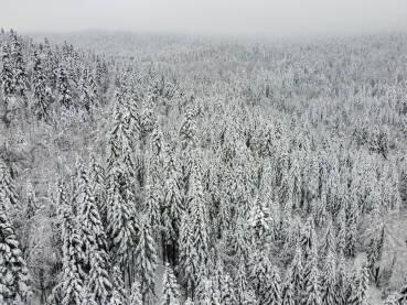 Šuma prekrivena snijegom, snimak dronom. Drveće u šumi prekriveneo snijegom. Smrče i borovi prekriveni snijegom na planini.
