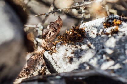 Poskok (Vipera ammodytes) se sunča na kamenjaru