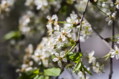 Behar - proljetno cvjetanje drveća.