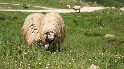 Ovce pasu travu na planini. Stočarstvo.