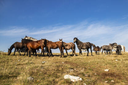 Divlji konji Livno