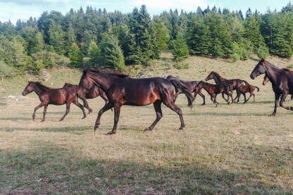 Bosanski brdski konji u trku