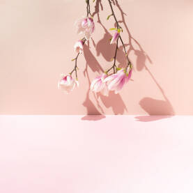 Grana s cvjetovima magnolije okrenuta naopako uz ružičasti zid.