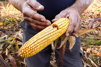 Poljoprivrednik u rukama drži oštećeni klip kukuruza na polju. Krupni plan oštećenog klipa kukuruza. Šteta u kukuruzu od divljih svinja.