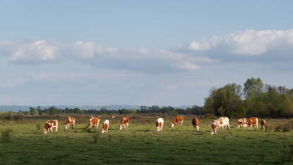 Stado krava na ispaši u proljeće