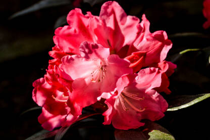 Crveni cvijet rododendrona