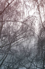 Drveće u zimskom periodu u magli.