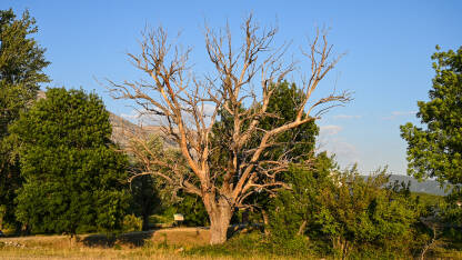 Suhe grane bez lišća na starom drvetu. Osušeno mrtvo drvo u prirodi.