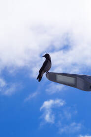 Vrana stoji na uličnoj lampi.