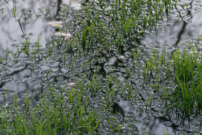 Poplavljene vlati trave, površinska napetost