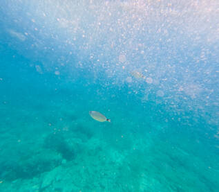 Riba pliva u moru, snimak podvodnom kamerom. Šarag.