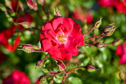 Prekrasne crvene ruže rastu u vrtu. Cvijeće, krupni plan. Ruža cvjeta u proljeće.