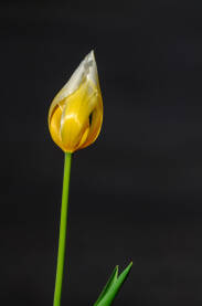 Tulipan na crnoj pozadini