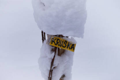 Sadnica kruške pod snijegom.