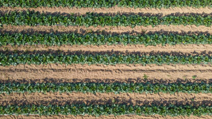 Biljka tikvica raste u redovima na navodnjavanom polju ljeti, snimak dronom. Nasadi mladih zelenih tikvica. Poljoprivreda.
