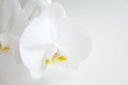 Bijela orhideja na bijeloj podlozi