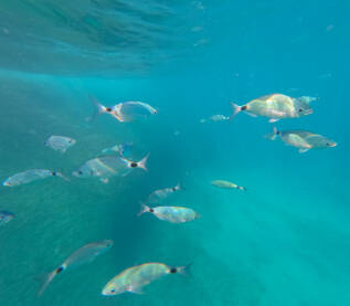 Jato riba pliva u moru. Ušata (Oblada melanura). Snimak grupe riba podvodnom kamerom u moru.