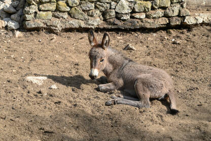 Mladi magarac na farmi. Mladunče domaćeg magarca.