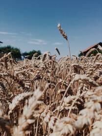 Polje pšenice u selu