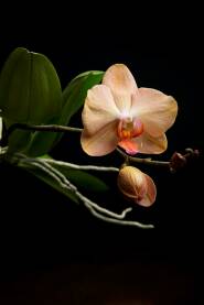 Orhideja na tamnoj podlozi
