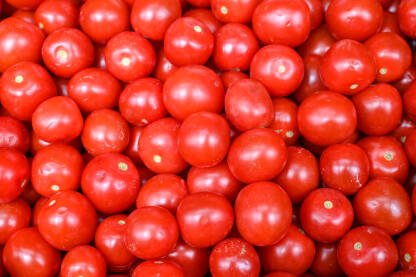 Svježi paradajz na pijaci. Crvene rajčice na tržnici, krupni plan. Kutije pune rajčica u trgovini. Zrele rajčice na stolu. Povrće.