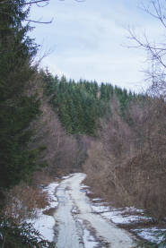 Šumska staza koja vodi ka Ivan Sedlu.
