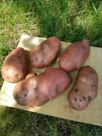 Tek iskopan domaći crveni krompir, aranžiran na dasci; hercegovački krompir; namirnica koja se najviše koristi u ishrani ljudi;