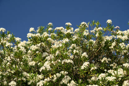 Bijelo cvijeće oleandera.