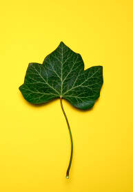 List bršljena na žutoj podlozi