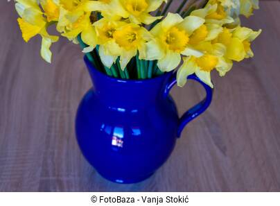 Plava vaza puna žutih narcisa. Svježe cvijeće na drvenom stolu.
