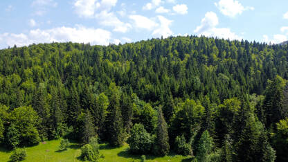 Zelena šuma na planini u proljeće, snimak dronom. Listopadno i zimzeleno drveće u prirodi.
