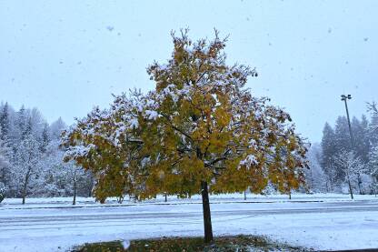 Snijeg na cesti u Gorskom Kotaru u Hrvatskoj. Počinje zimski period, pada snijeg. Snijeg po drveću i cesti u jesen.