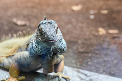 Opasna iguana sa osmijehom.