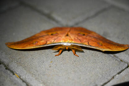Japanski sviloprelac (Antheraea yamamai), vrsta leptira iz porodice paunovca, krupni plan.