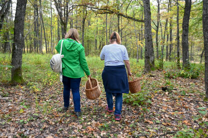Žene sa košarama traže gljive u šumi. Berači gljiva.