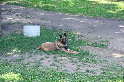 Belgijski ovčar (malinois) vezan lancem u dvorištu. Opasan belgijski ovčar na lancu koji kao pas čuvar ispred kuće.